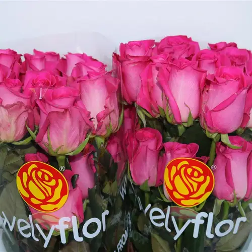 Rose rosa Topaz 50cm