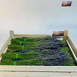 Lavandula pro Bund 50cm