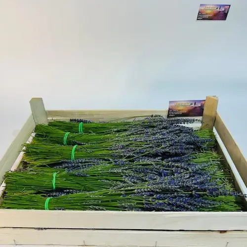 Lavandula pro Bund 50cm