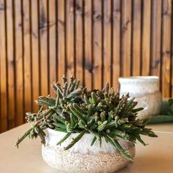 Keramik Schale Strand D20cm H09cm