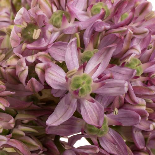 Allium rosa Pink Jewel 80cm
