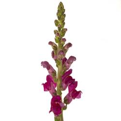 Löwenmaul  lila Toulon Purple 75cm