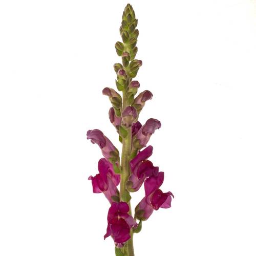 Löwenmaul  lila Toulon Purple 75cm