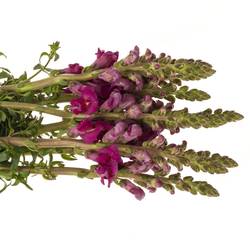 Löwenmaul  lila Toulon Purple 75cm