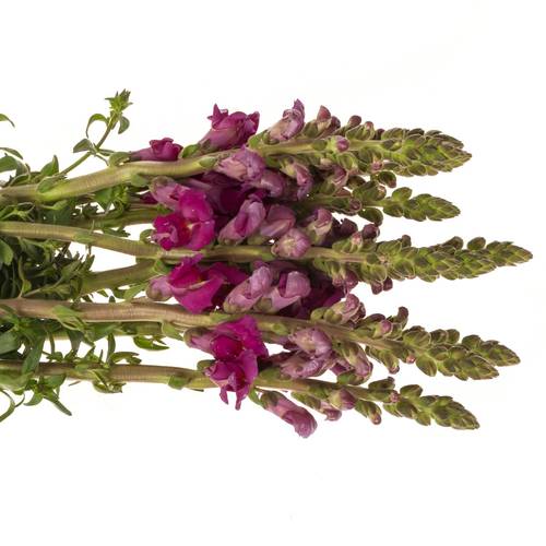 Löwenmaul  lila Toulon Purple 75cm