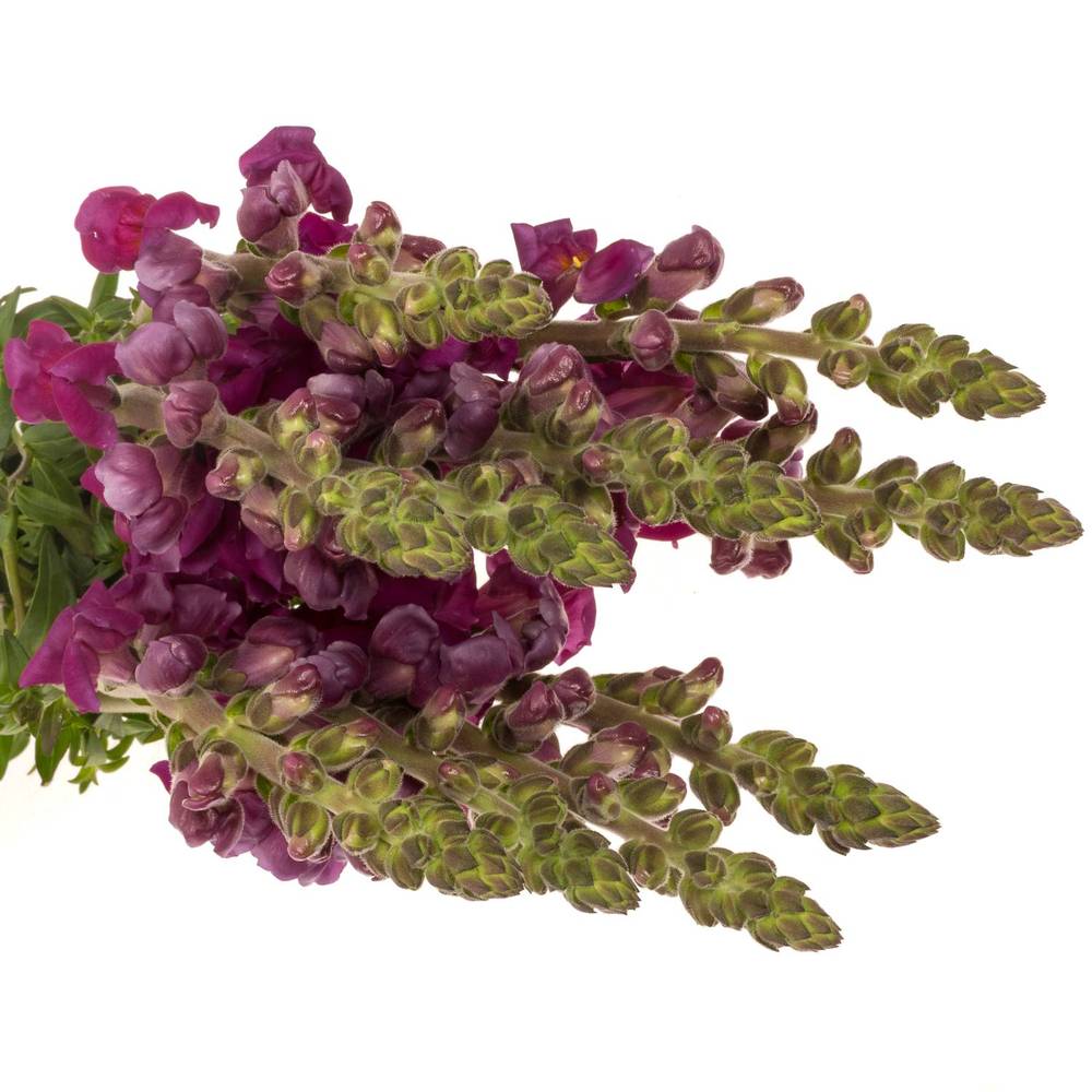 Löwenmaul  lila Toulon Purple 75cm