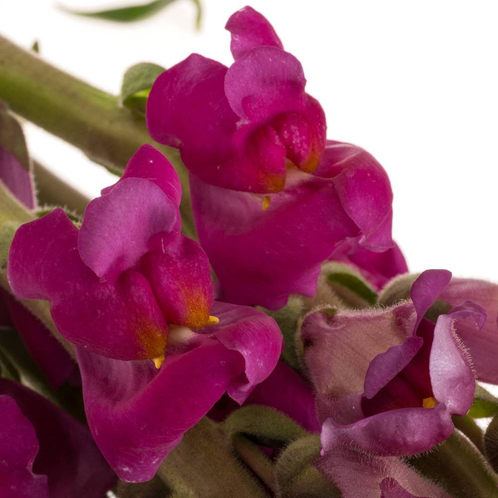 Löwenmaul  lila Toulon Purple 75cm