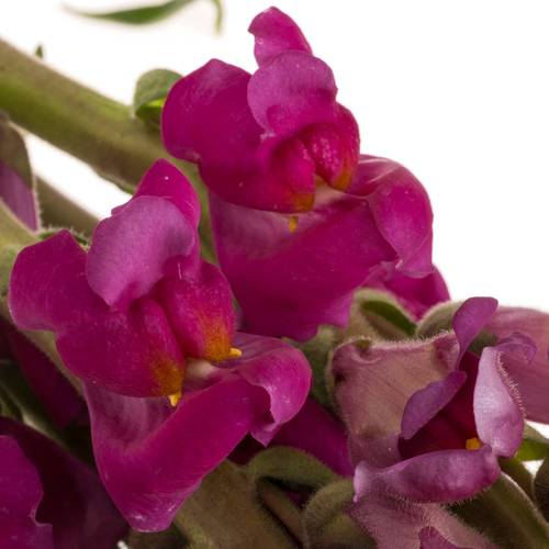 Löwenmaul  lila Toulon Purple 75cm