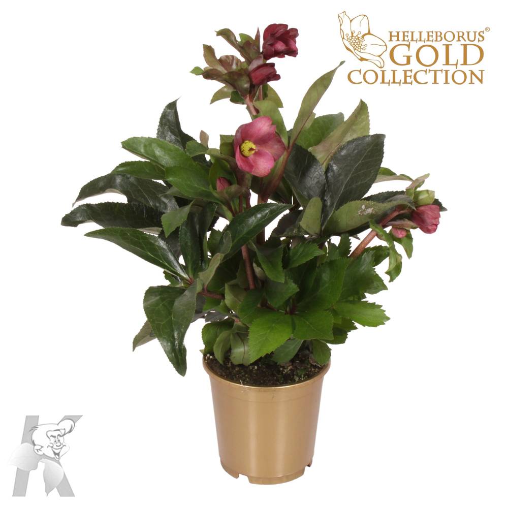 Helleb.rot Ice N Ros Gold T15 H50