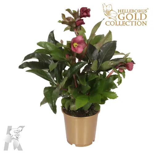 Helleb.rot Ice N Ros Gold T15 H50