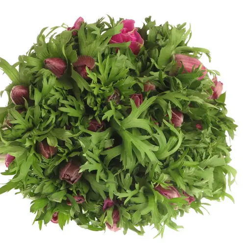 Anemone lila Israel 45cm x 50