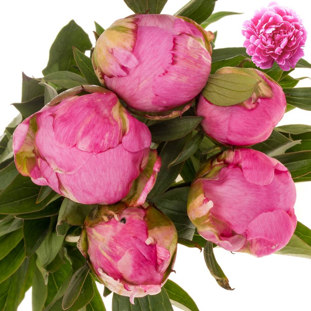 Pfingstrose pink gefüllt Fleming EX 55cm