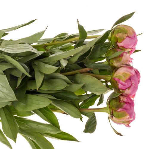 Pfingstrose pink gefüllt Fleming EX 55cm