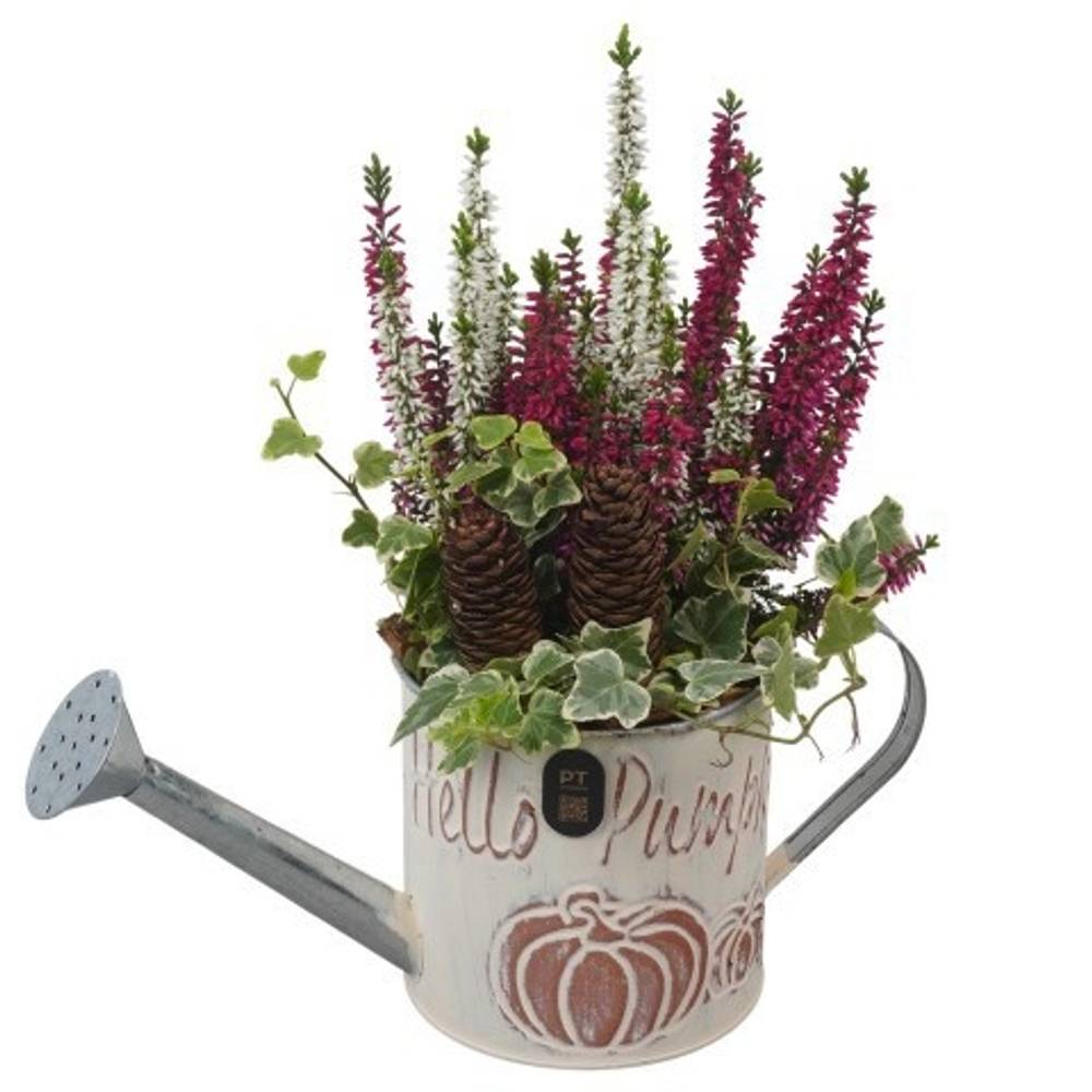 Garten.Arr PTHO7609 Herbst T12 H031