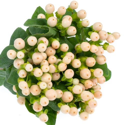 Hypericum aprico Coco Avanti 50cm