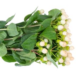 Hypericum aprico Coco Avanti 50cm