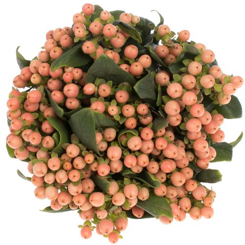 Hypericum orange Mellow Romance 60cm