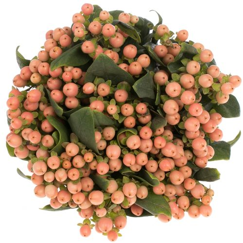 Hypericum orange Mellow Romance 60cm