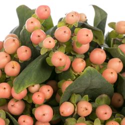 Hypericum orange Mellow Romance 60cm