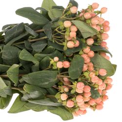 Hypericum orange Mellow Romance 60cm