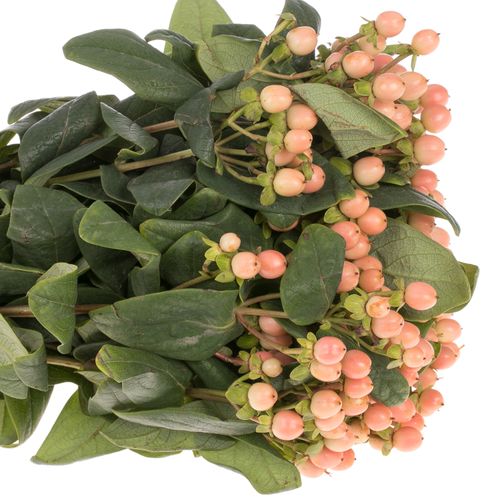 Hypericum orange Mellow Romance 60cm