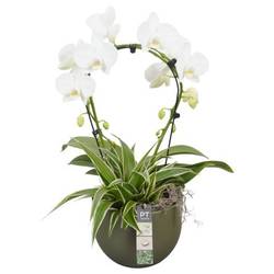 Phal.Arr PTPH6004 T19 H055