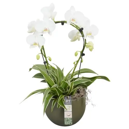 Phal.Arr PTPH6004 T19 H055