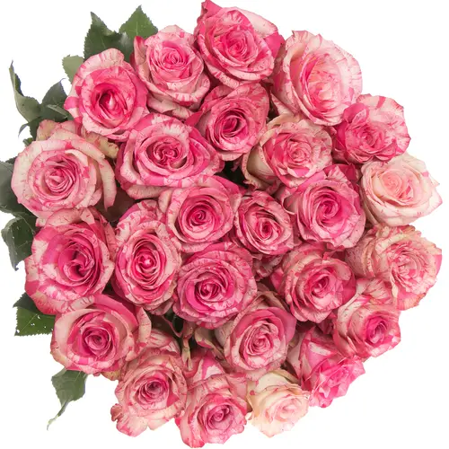 Rose creme/rosa Magic Times (Ec) 40cm
