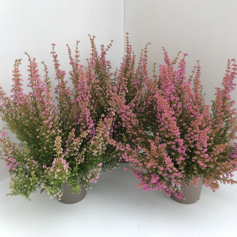 Erica Gracilis rosa T12 H030