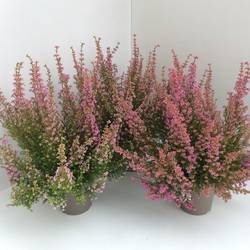 Erica Gracilis rosa T12 H030