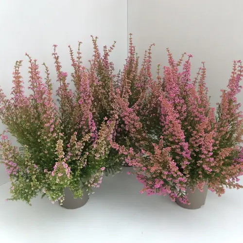 Erica Gracilis rosa T12 H030
