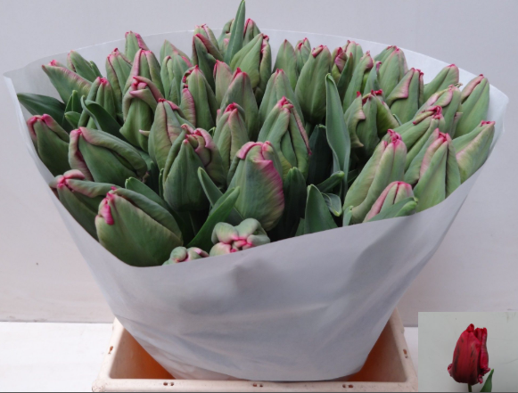 Tulpe rot Red Madonna Parrot 40 Gramm