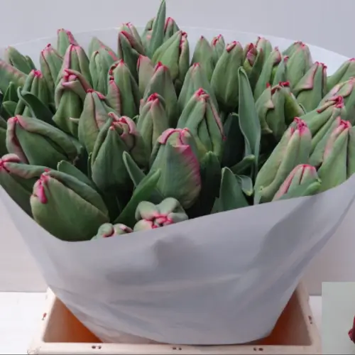 Tulpe rot Red Madonna Parrot 40 Gramm