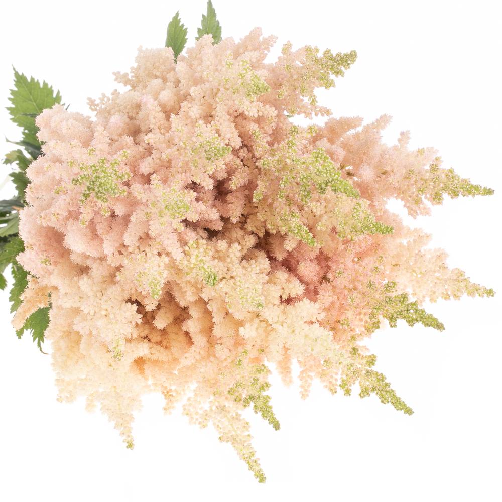 Spirea apricot Inferno 55cm