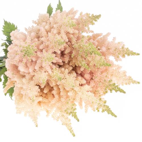 Spirea apricot Inferno 55cm