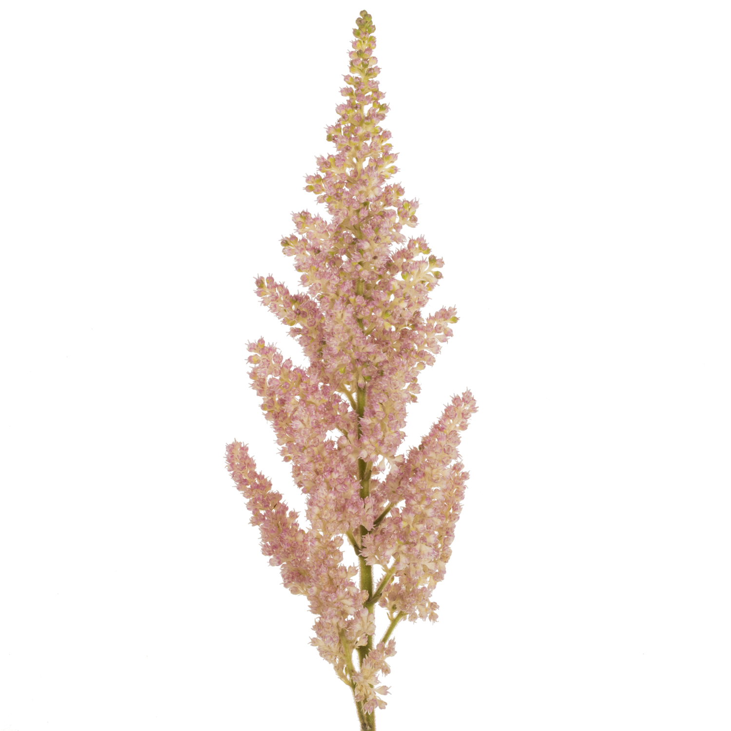 Spirea hell rosa Inferno 45cm