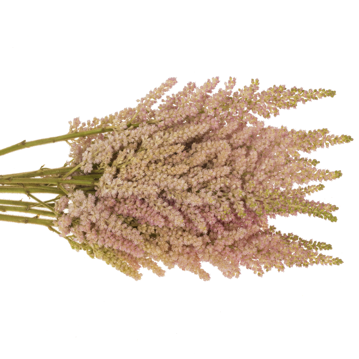 Spirea hell rosa Inferno 45cm