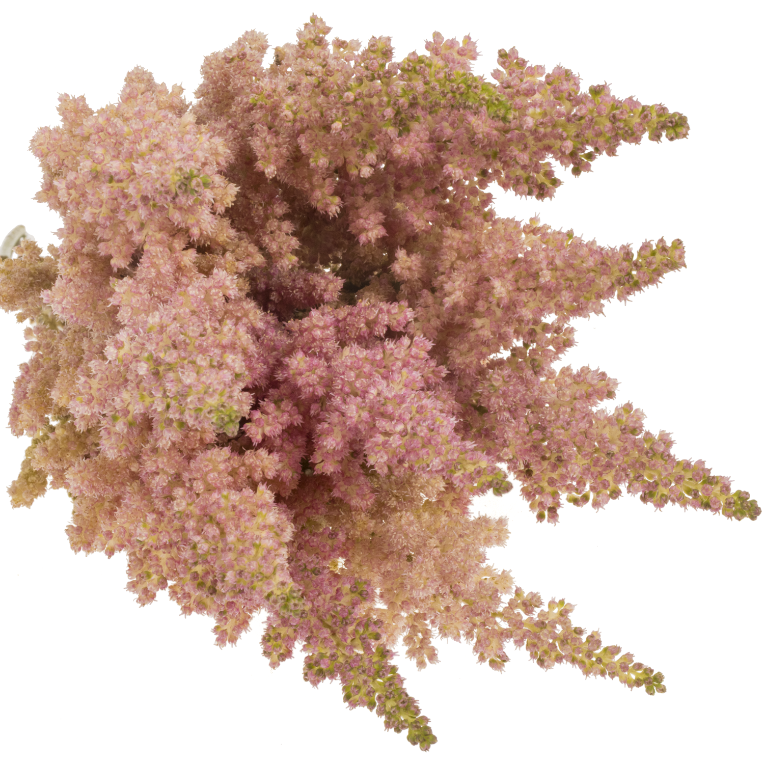 Spirea hell rosa Inferno 45cm