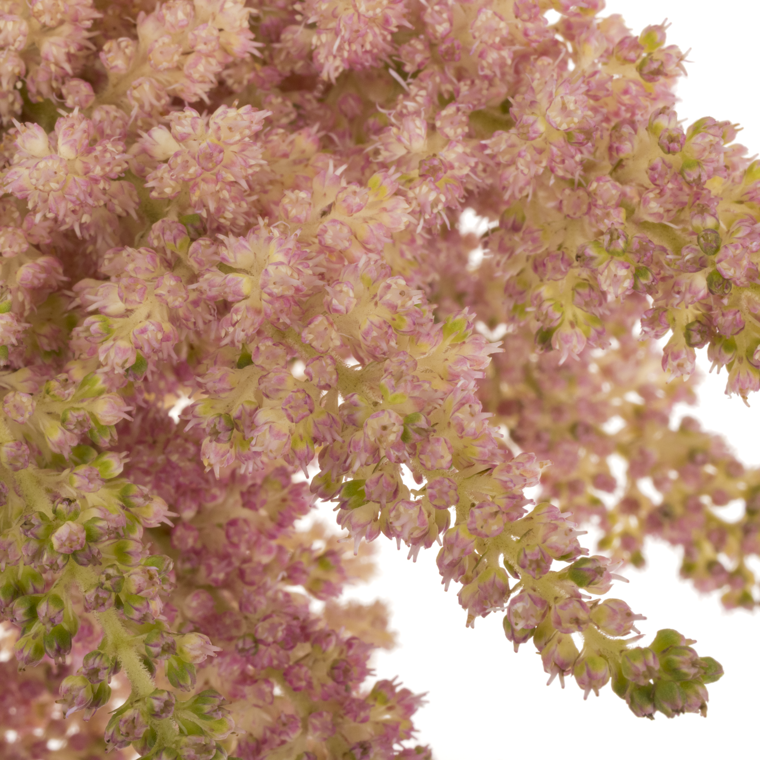 Spirea hell rosa Inferno 45cm