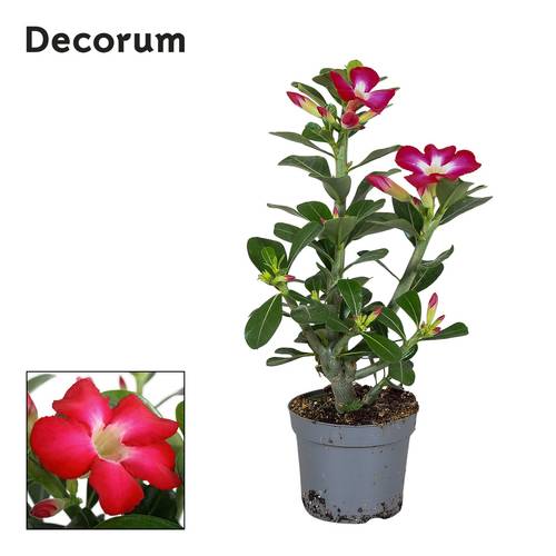 Adenium obesum rot T13 H025