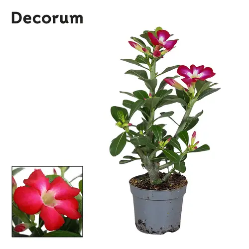 Adenium Obesum rot T13 H025