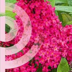 Buddleja Dav. Candy Little Ruby T19 H050