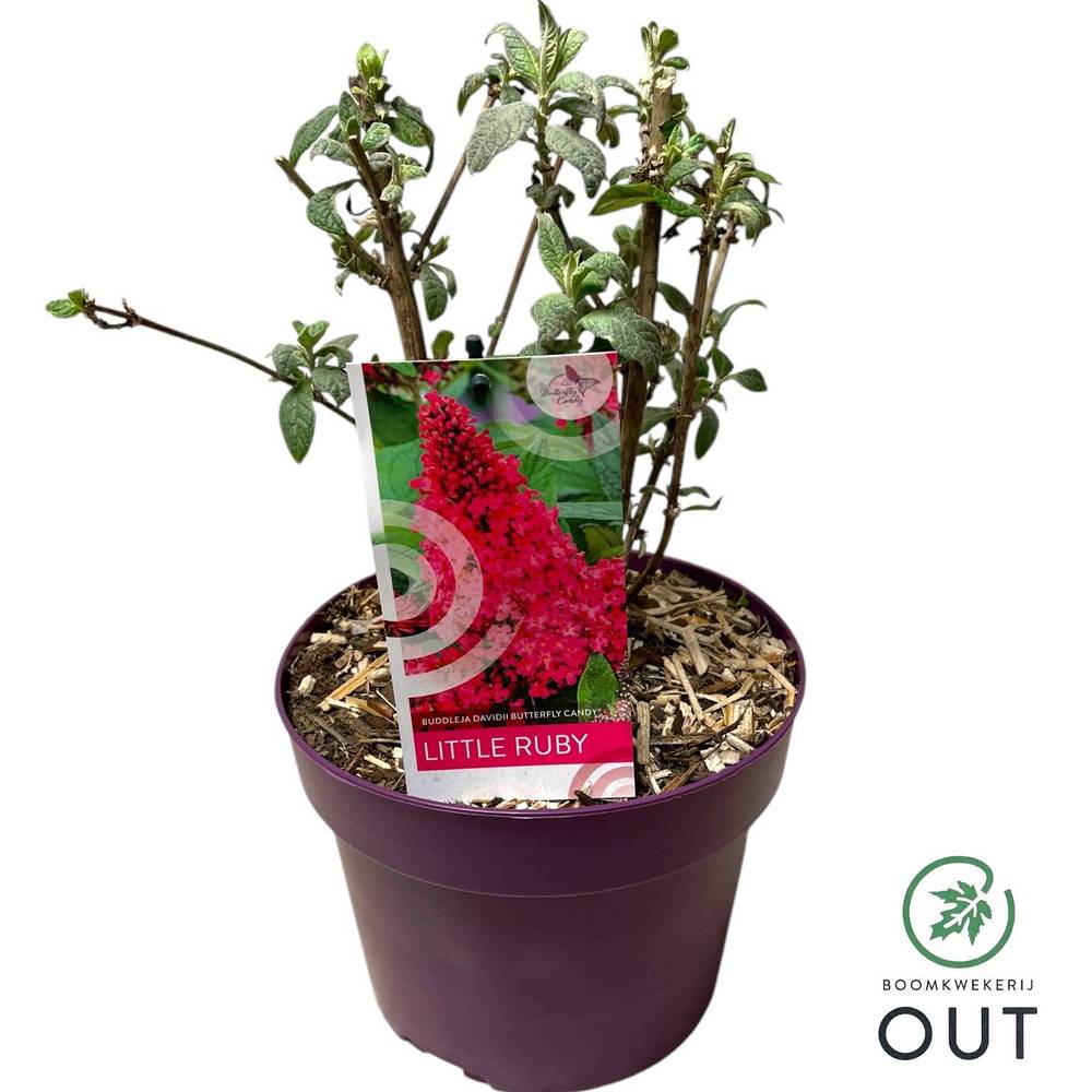Buddleja Dav. Candy Little Ruby T19 H050