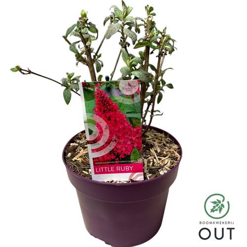 Buddleja Dav. Candy Little Ruby T19 H050