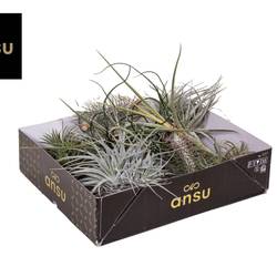 Tillandsia Exclusive mix T02 H005