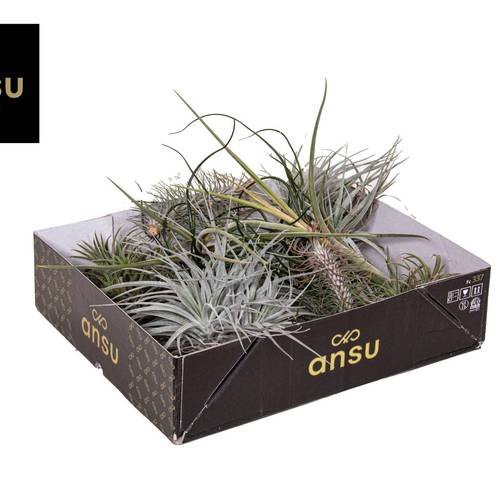 Tillandsia Exclusive mix T02 H005