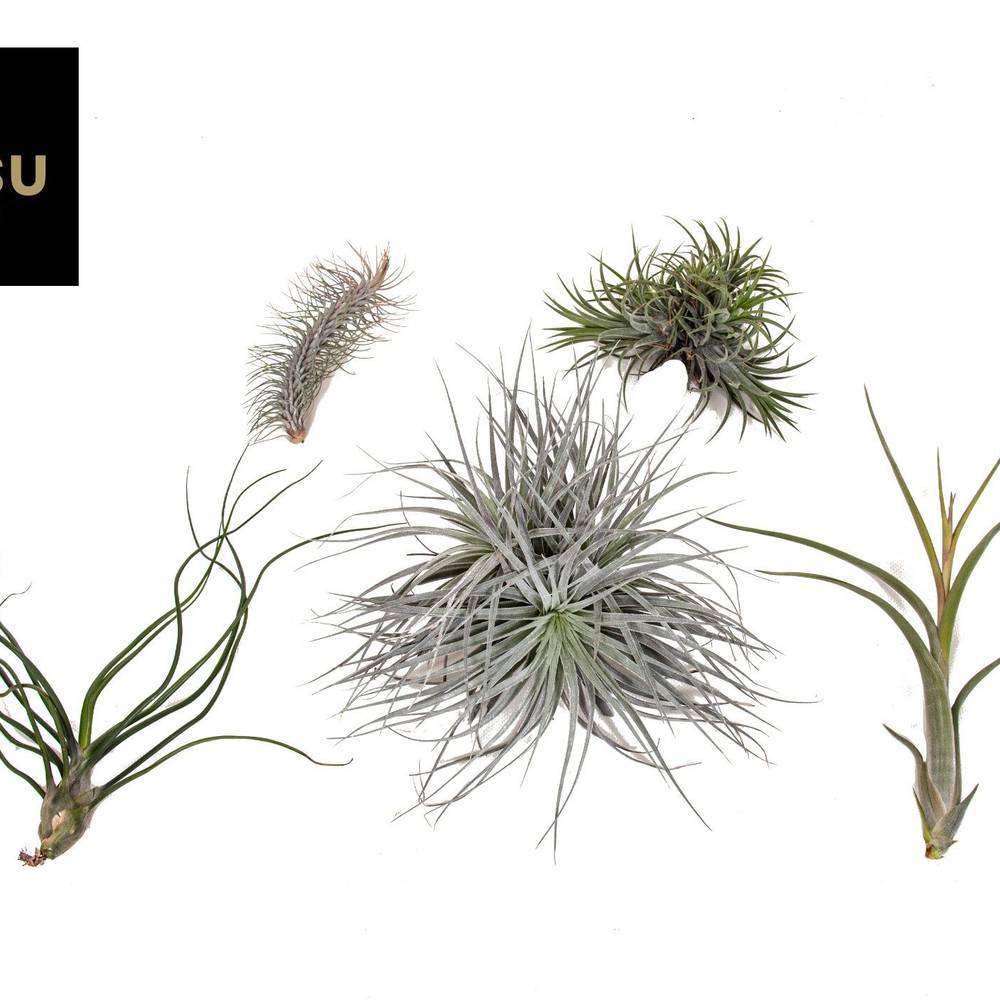 Tillandsia Exclusive mix T02 H005