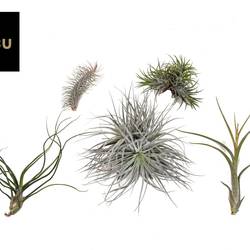 Tillandsia Exclusive mix T02 H005