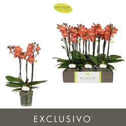 Phal.3-R orange Eos Exclusivo T12 H045