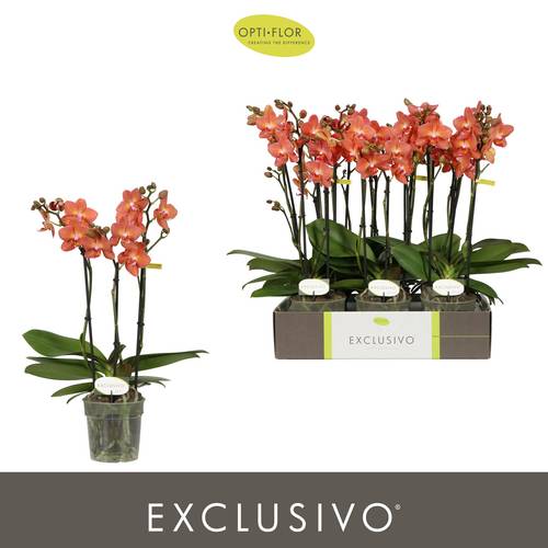 Phal.3-R orange Eos Exclusivo T12 H045